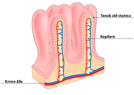 u villima hranjive tvari prelaze u krv