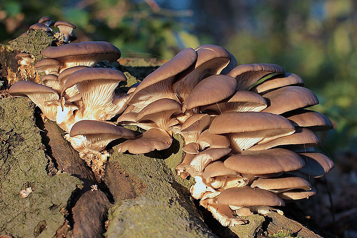 bukovace-normaliziraju-secer-u-krvi