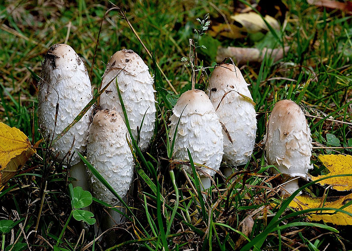 coprinus-comatus-dijabetes
