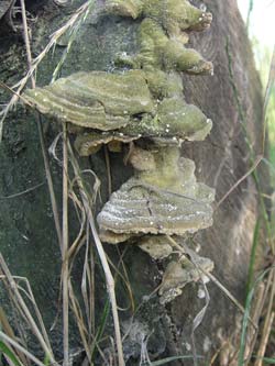 mnoge ljekovite gljive su drvenaste gube, pa je ključno ekstrahirati najvažnije spojeve ljekovitih gljiva