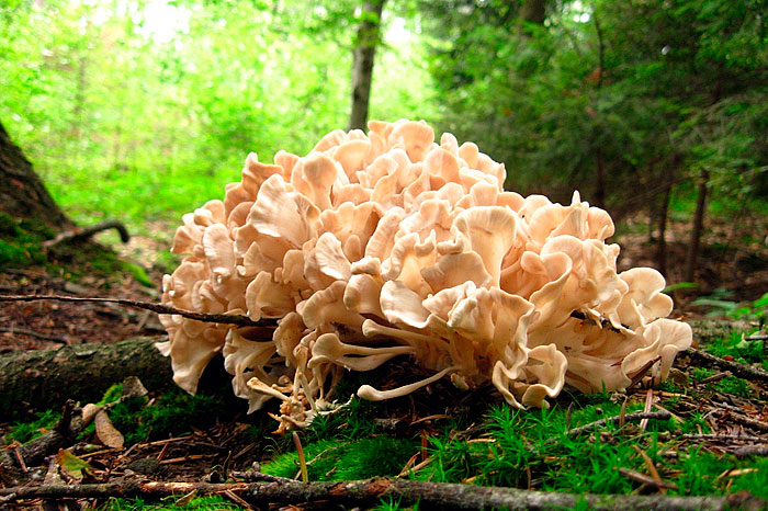 kovrcasta-kokica-za-dijabetes