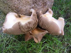 ljekovite gljive bukovače Pleurotus ostreatus