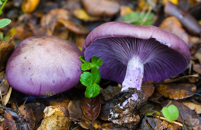 modrikaca-snizava-secer-u-krvi