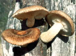 ljekovite gljive shiitake snižavaju previsoku razinu masnoća u krvi i pomažu za liječenje ateroskleroze