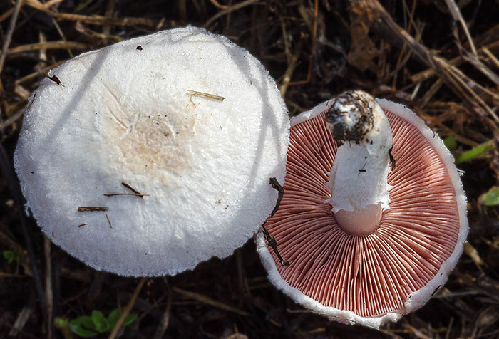 poljski-sampinjon-antidijabetes