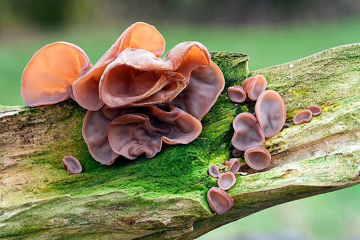 poviseni-secer-judino-uho