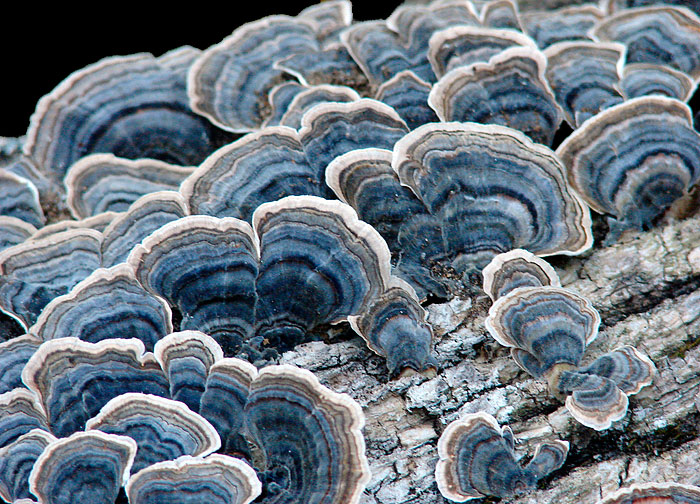 puranov-rep-gljiva-za-dijabeticare