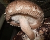 fotografija ljekovite gljive shiitake