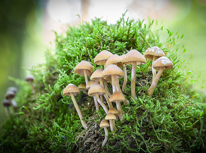 snizi-secer-vodenasta-panjevcica