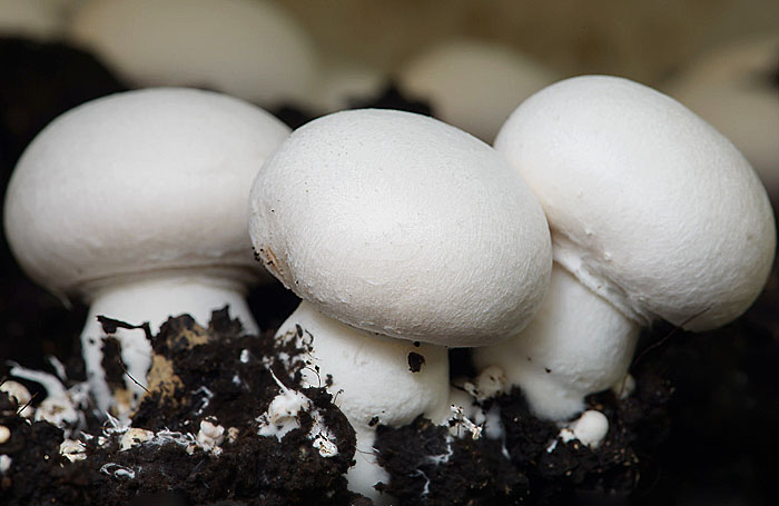 uzgojni-sampinjon-za-normalni-secer