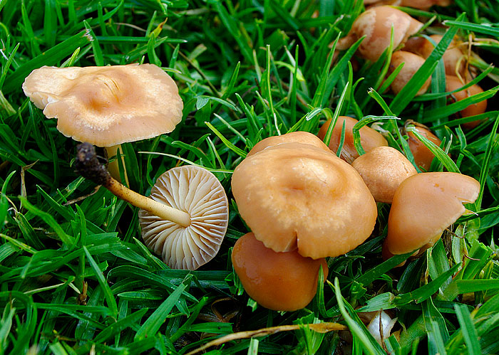 za-poviseni-secer-vilin-klincac