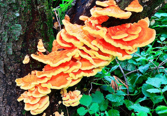 zuti-kruh-regulacija-secera